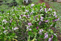 Daphne tangutica