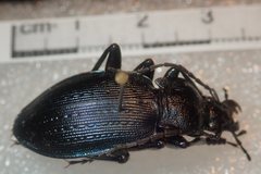 Carabus catenulatus