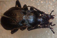 Carabus catenulatus