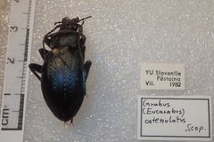 Carabus catenulatus