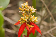 Aechmea mertensii