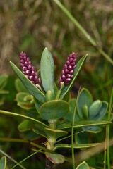 Veronica albicans