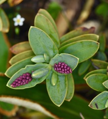Veronica albicans