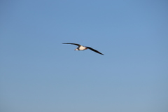 Chroicocephalus ridibundus