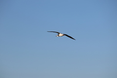 Chroicocephalus ridibundus