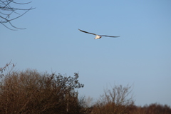 Chroicocephalus ridibundus