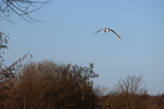 Chroicocephalus ridibundus