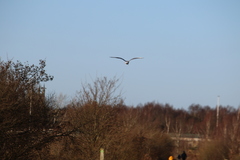 Chroicocephalus ridibundus