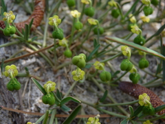 Euphorbia ipecacuanhae