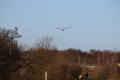 Chroicocephalus ridibundus