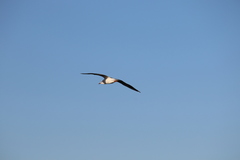 Chroicocephalus ridibundus