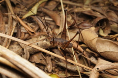 Australotettix