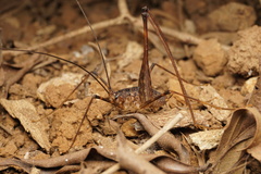 Australotettix