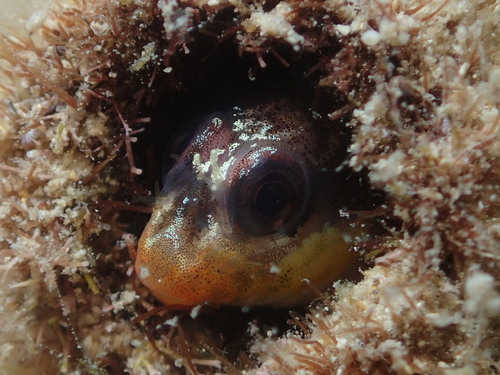 Many-spotted blenny (Laiphognathus multimaculatus) — Blenniidae — 5