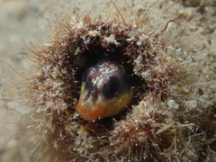 Spotty Blenny photo 5