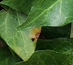 Colletotrichum trichellum