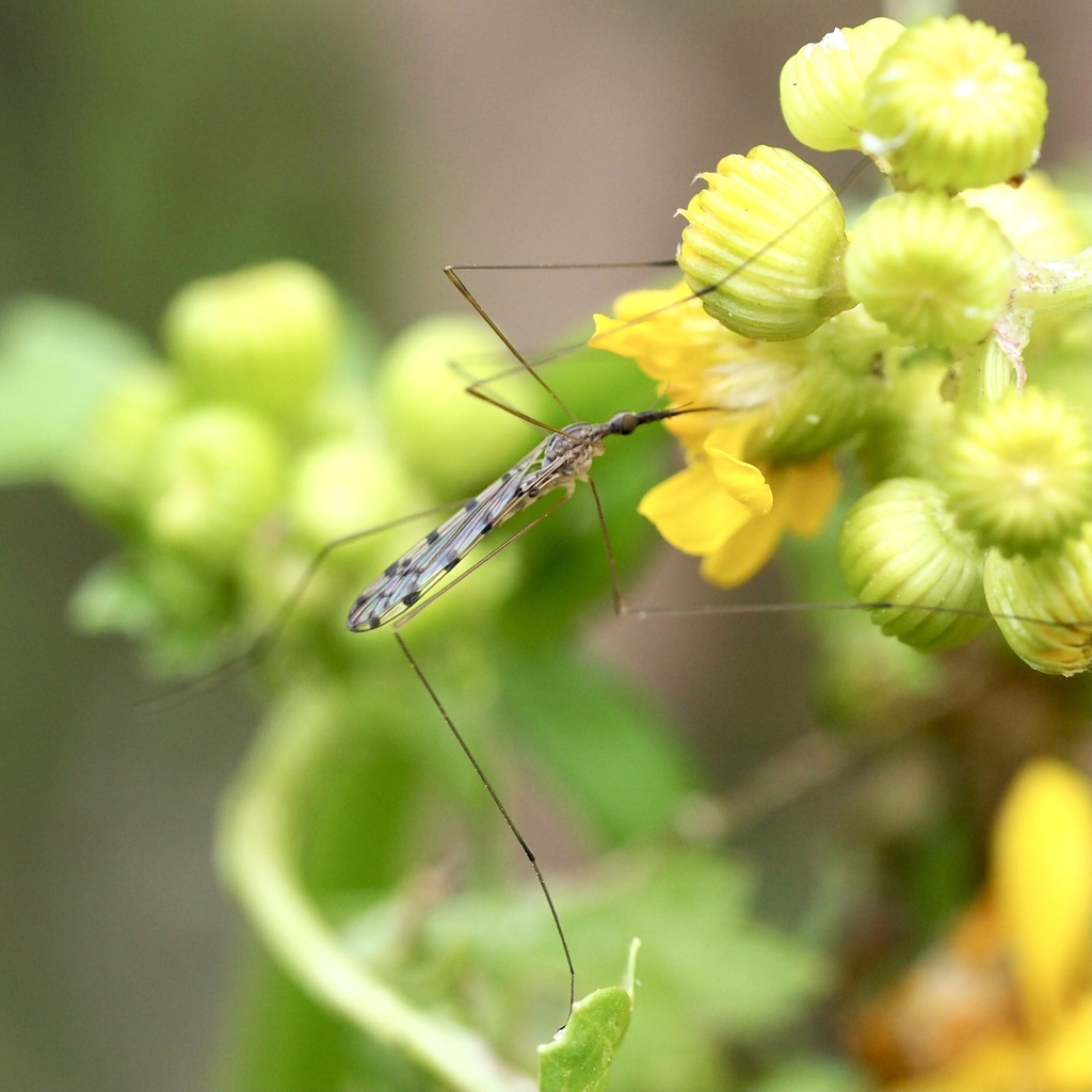 Geranomyia rostrata