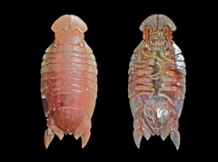 Amphoroidea media