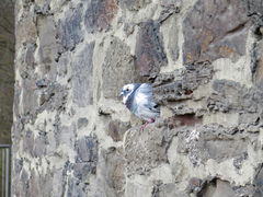 Columba livia domestica