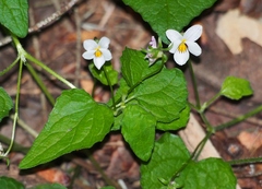 Viola ocellata