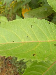 Diptera
