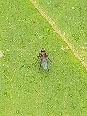 Diptera
