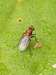 Diptera