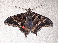 Coronidia