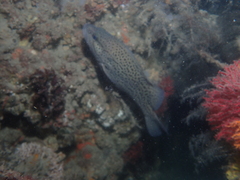 Acanthistius serratus