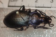 Carabus catenulatus