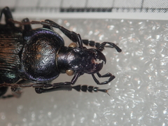 Carabus catenulatus