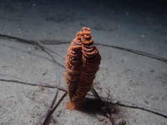 Sarcoptilus shaneparkeri