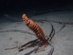 Sarcoptilus shaneparkeri