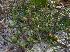 Euphorbia ipecacuanhae
