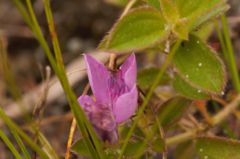 Rhynchanthera grandiflora