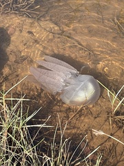 Catostylus