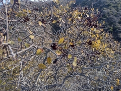 Quercus pacifica