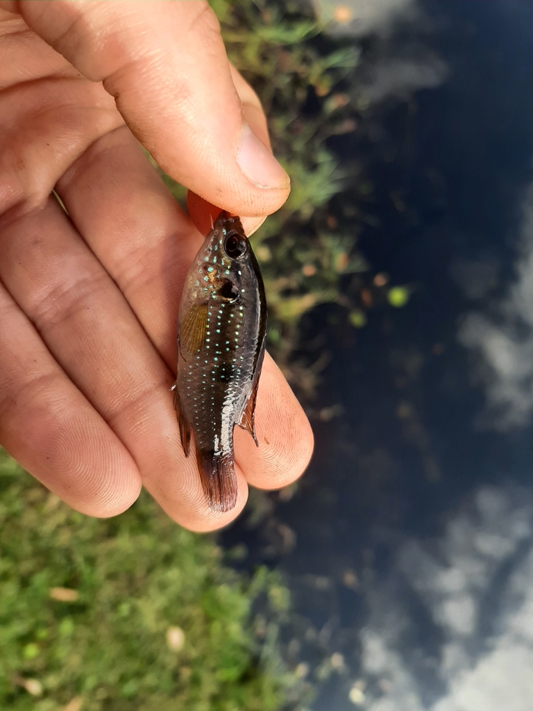 African Jewelfish from Boynton Beach, Floride 33426, États-Unis on ...