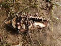 Macrostrombus costatus