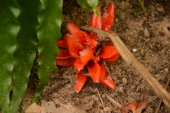 Zingiber kawagoii