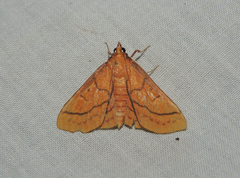 Polygrammodes hercules