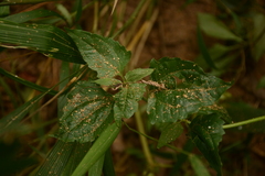 Strobilanthes flexicaulis