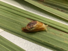 Parmellops perspicuus
