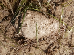 Macrostrombus costatus