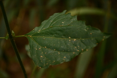 Strobilanthes flexicaulis