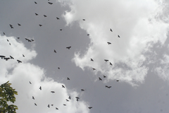 Pyrrhocorax graculus