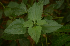Strobilanthes flexicaulis
