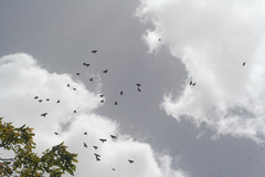 Pyrrhocorax graculus