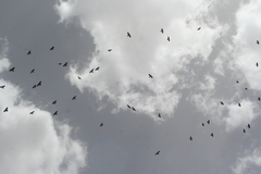 Pyrrhocorax graculus