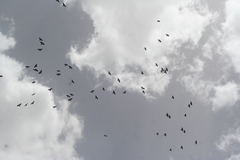 Pyrrhocorax graculus